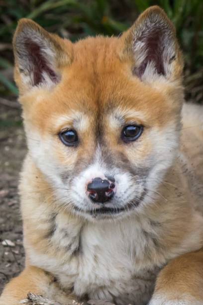 istock Purebred Dingo Puppy, Victoria Australia, August 2018 1036453876