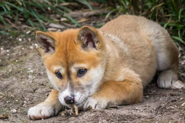 istock Purebred Dingo Puppy, Victoria Australia, August 2018 1036453884