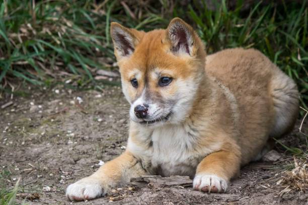 istock Purebred Dingo Puppy, Victoria Australia, August 2018 1036453892