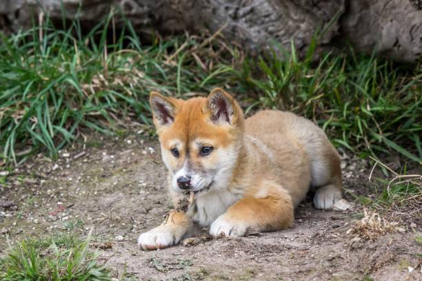 istock Purebred Dingo Puppy, Victoria Australia, August 2018 1036453914
