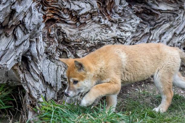 istock Purebred Dingo Puppy, Victoria Australia, August 2018 1036454156