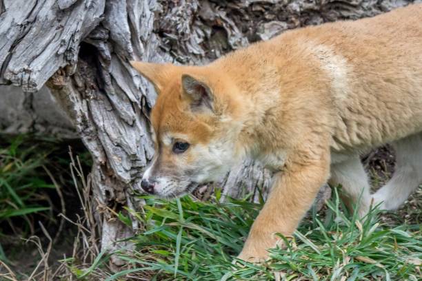 istock Purebred Dingo Puppy, Victoria Australia, August 2018 1036454164