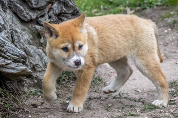 istock Purebred Dingo Puppy, Victoria Australia, August 2018 1036454168