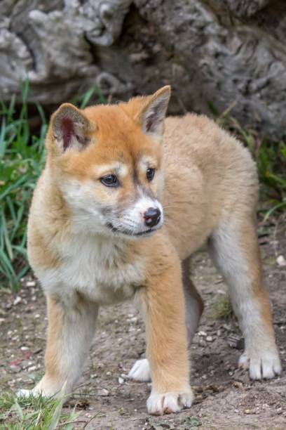 istock Purebred Dingo Puppy, Victoria Australia, August 2018 1036454184