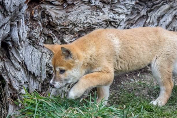 istock Purebred Dingo Puppy, Victoria Australia, August 2018 1036454194