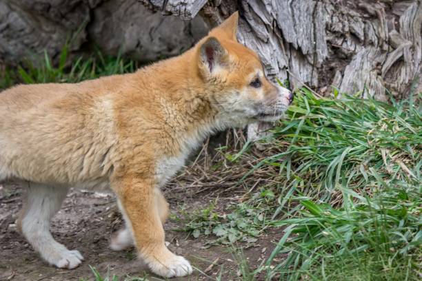 istock Purebred Dingo Puppy, Victoria Australia, August 2018 1036454196