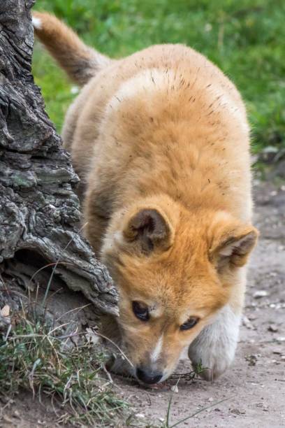 istock Purebred Dingo Puppy, Victoria Australia, August 2018 1036454222