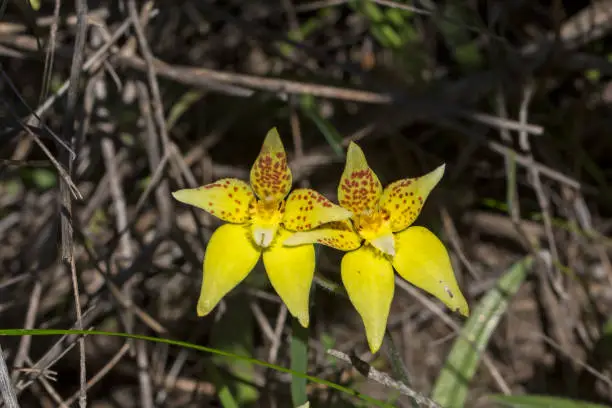 Photo of The uncommon yellow Australian wildflower known as the Kalbarri Cowlip Orchid (Caladenia flava ssp. maculata)