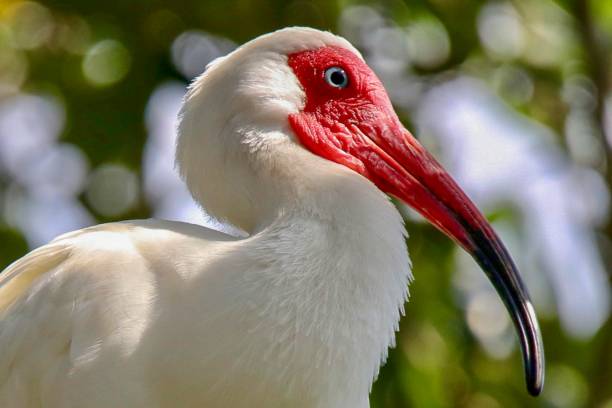 Bird, Florida, Travel, Tropics, Red Beak