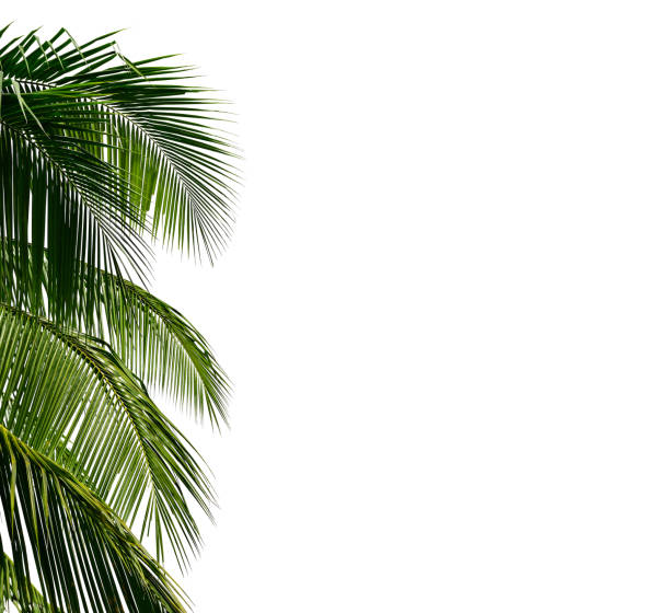 coconut palm leaf isolated