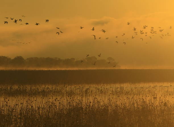 istock Dawn of a wetland 1036476506
