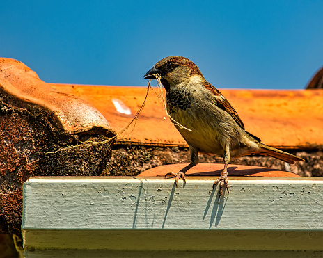 Sparrow on the roof with twig in the beak