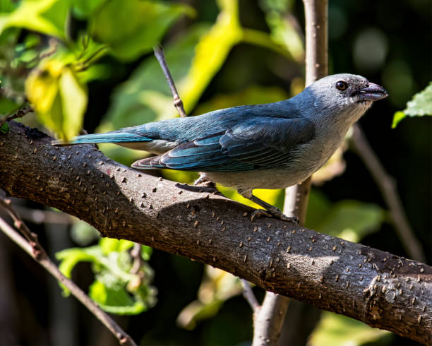 istock Bird Thraupis episcopus on branch of mulberry 1036488084