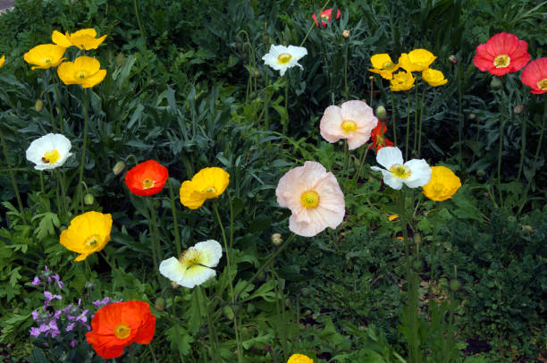 flowerbed of colorful iceland poppies - poppy flower petal stamen imagens e fotografias de stock