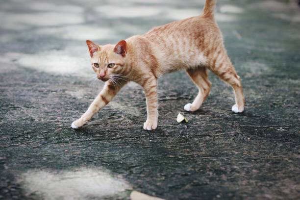 istock Cat walking on the street 1036498332