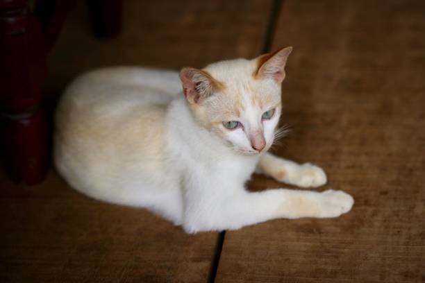 istock A white cat sits on a wooden floor. 1036498364