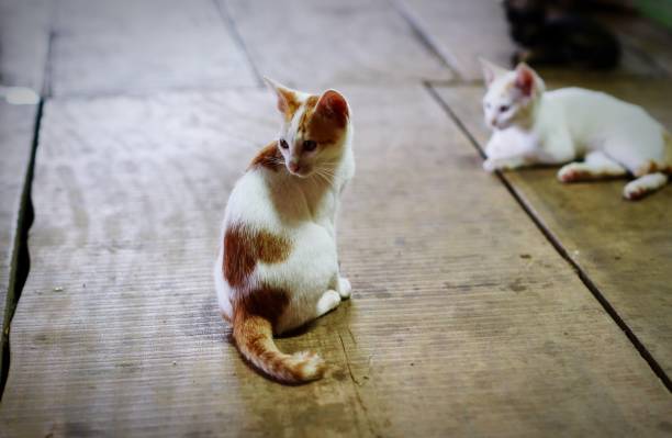 istock A white cat sits on a wooden floor. 1036501002