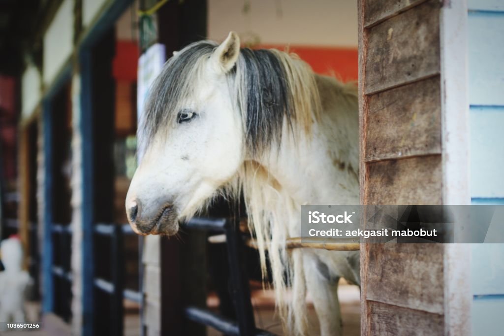 White horse in the stable Barn Stock Photo