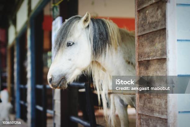 White Horse In The Stable Stock Photo - Download Image Now - Barn, Horse, 2015