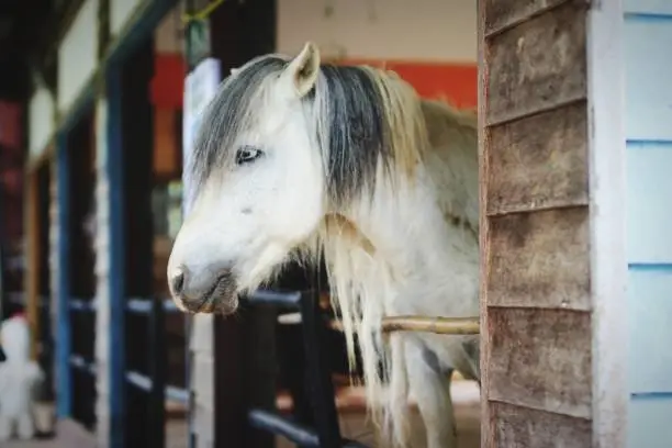 Photo of White horse in the stable