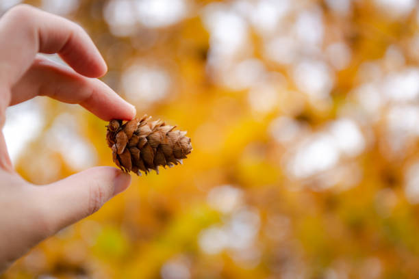 istock Pine Cone in the Autumn forest background. teal and orange tone 1036505228