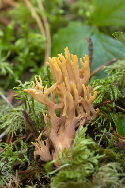 istock Ramaria testaceoflava growing among moss 1036521154