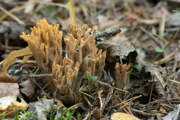 istock Closeup of Ramaria testaceoflava 1036521228