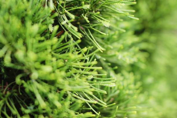 istock The beauty of nature 1036521602