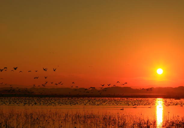 istock Dawn of a wetland 1036528698