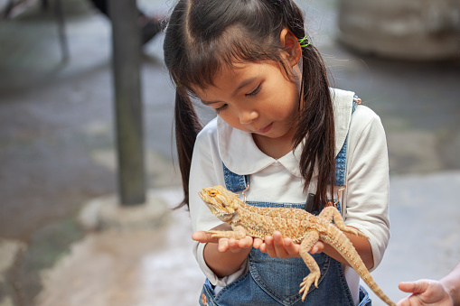 Cute asian child girl holding and playing with chameleon with curious and fun. She is not scared to hold it on hand.