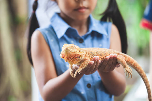 fille asiatique enfant tenant et jouant avec chameleon avec curieux et amusant - reptile photos et images de collection