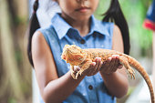 istock Asian child girl holding and playing with chameleon with curious and fun 1036529146