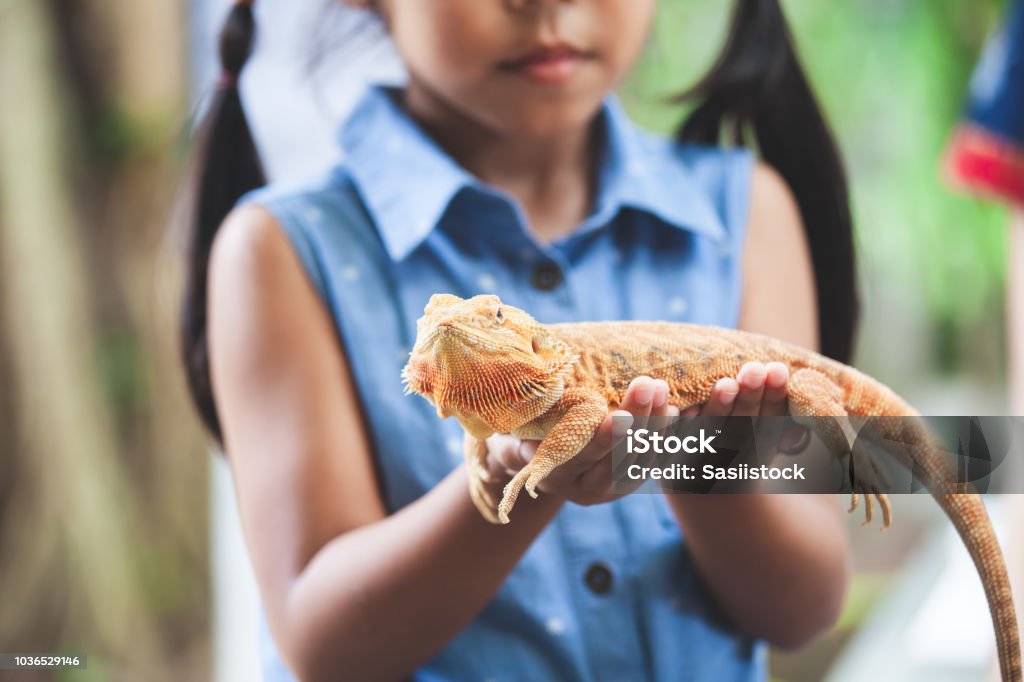 Asian child girl holding and playing with chameleon with curious and fun Asian child girl holding and playing with chameleon with curious and fun. She is not scared to hold it on hand. Child Stock Photo