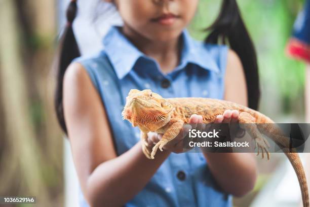 Asian Child Girl Holding And Playing With Chameleon With Curious And Fun Stock Photo - Download Image Now