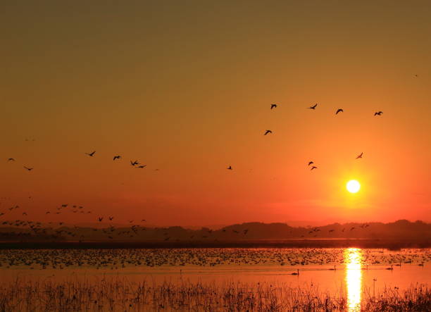 istock Dawn of a wetland 1036529154