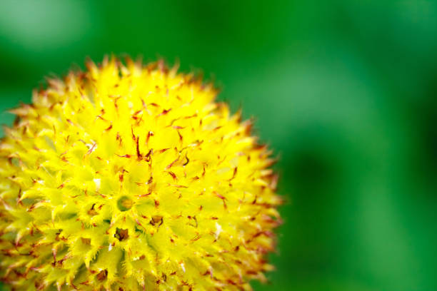 hermosas flores de colores en el jardín - foto de stock