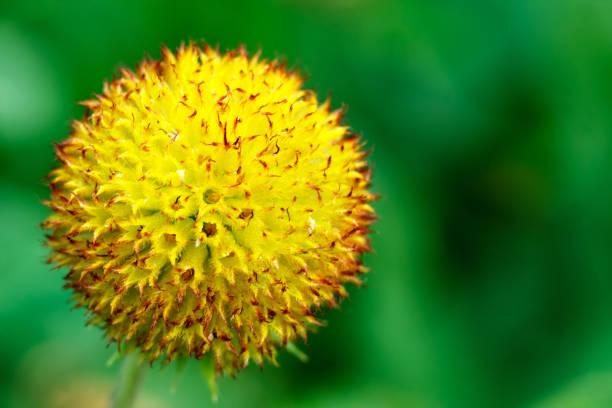 hermosas flores de colores en el jardín - foto de stock