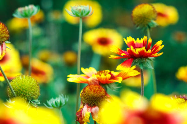 hermosas flores coloridas en el jardín - foto de stock