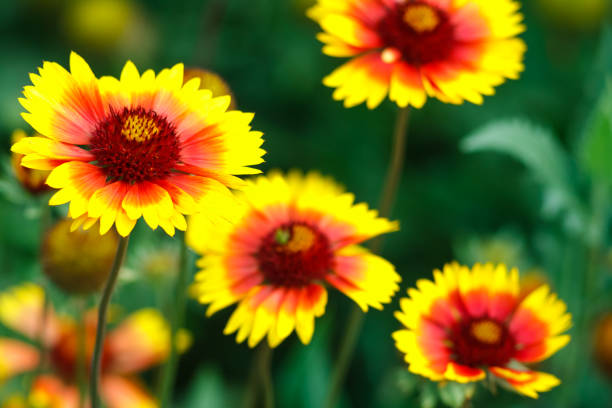 hermosas flores coloridas en el jardín - foto de stock