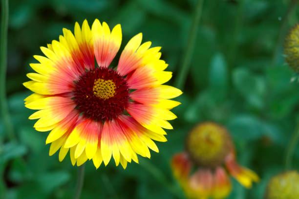 hermosas flores de colores en el jardín - foto de stock