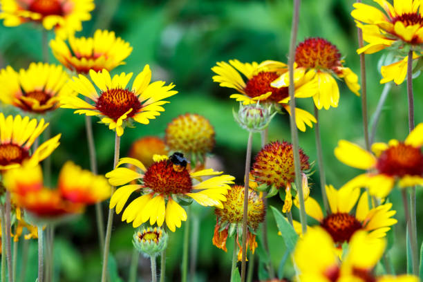 hermosas flores coloridas en el jardín - foto de stock