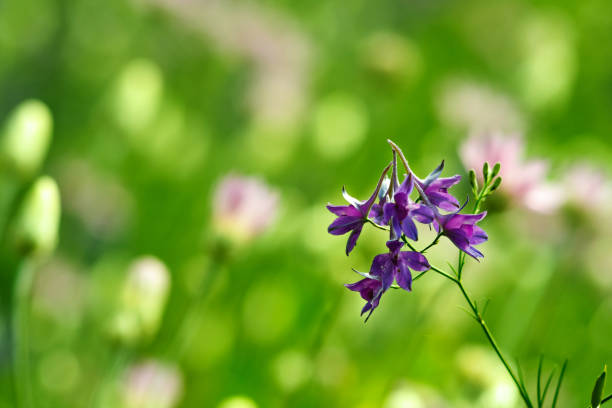 flores Prado violeta sobre fondo verde - foto de stock