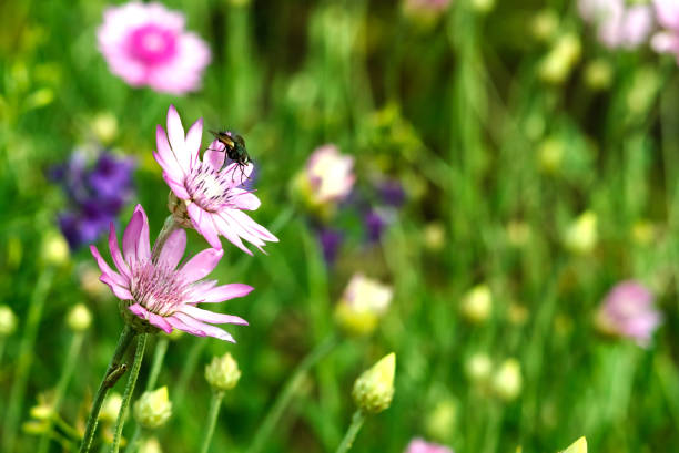 flores Prado violeta sobre fondo verde - foto de stock