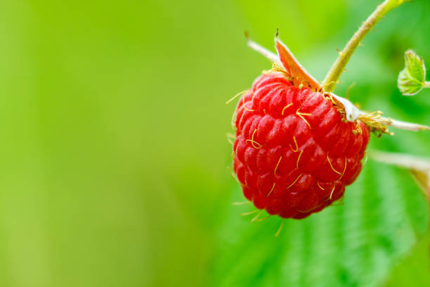 frambuesa con hojas sobre fondo verde - foto de stock