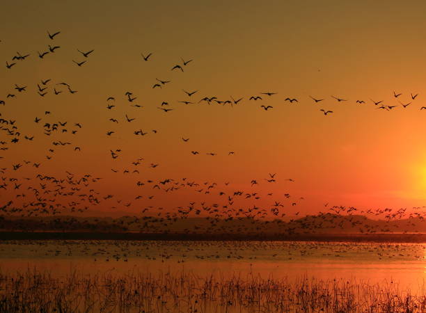 istock Dawn of a wetland 1036529892