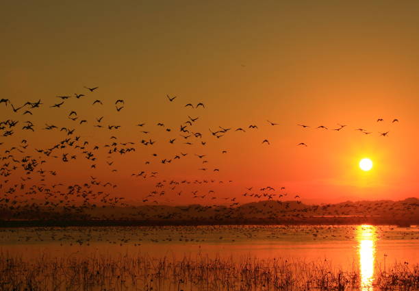 istock Dawn of a wetland 1036529914