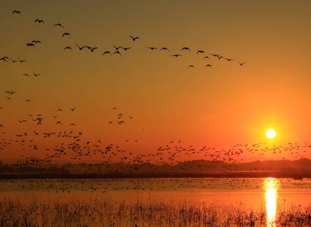 istock Dawn of a wetland 1036532266