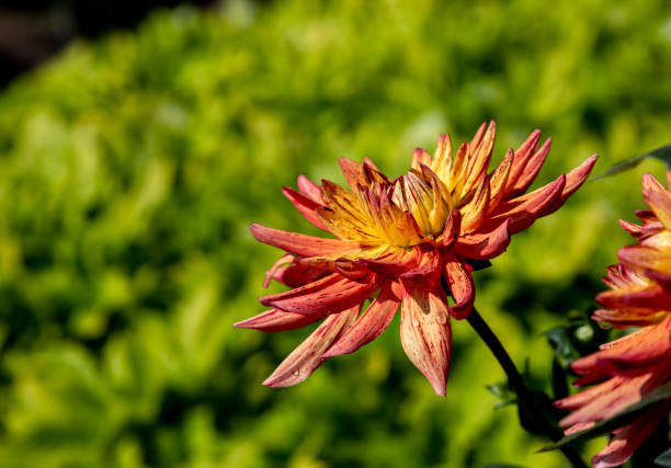 Flowers, garden plants