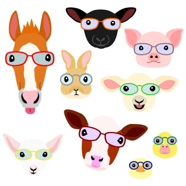 niedlichen bauernhof tierbabys gesicht mit brille - livestock isolated young animal chicken stock-grafiken, -clipart, -cartoons und -symbole