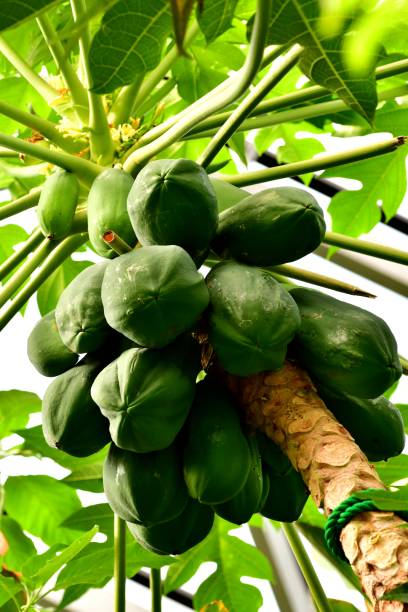 istock Fruit Plant: Carica Papaya 1036541044